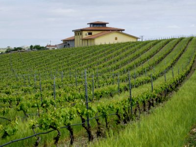 Bodegas y Viñedos Pujanza