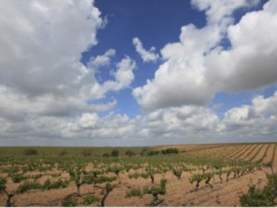 Bodegas Terna