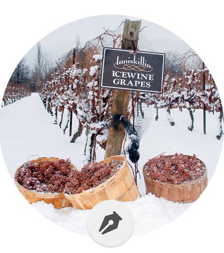 Ice Wine - La esencia del vino